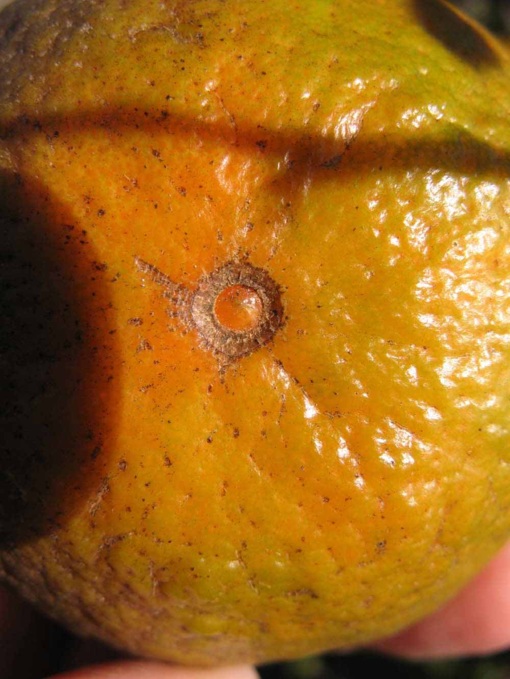              Fruit (Winter Haven, FL)       